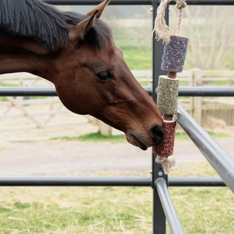 Grooming Deluxe - Jouet en bois relaxant pour cheval Freedom | - Ohlala