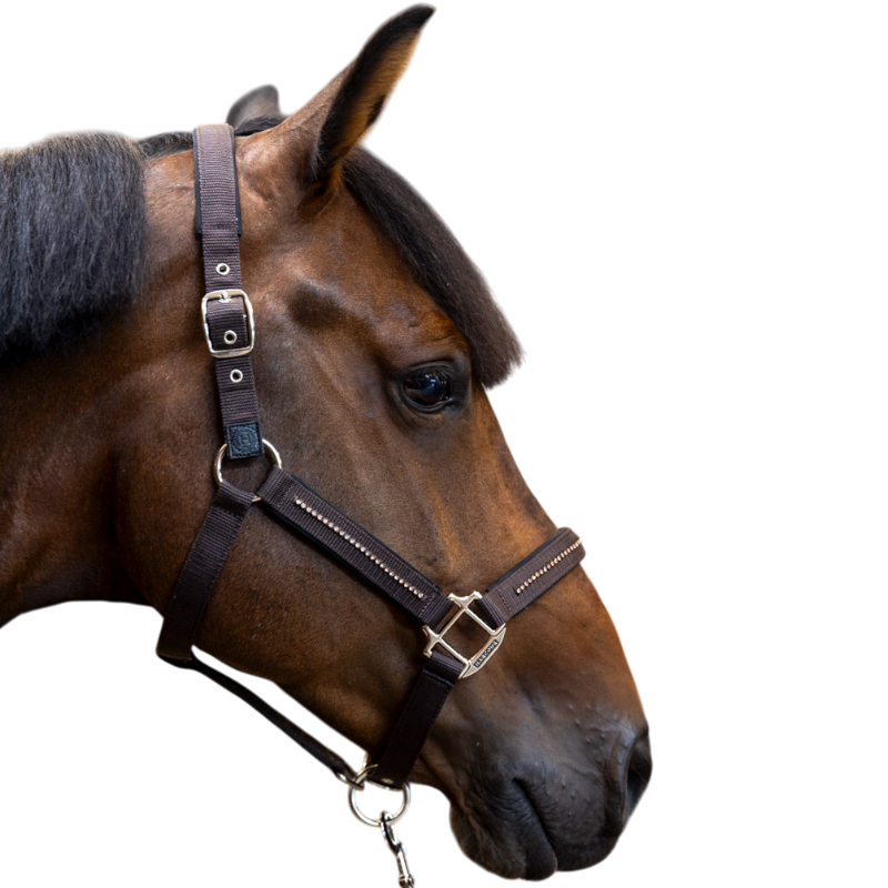 Harcour - Ensemble licol et longe Amour cacao | - Ohlala