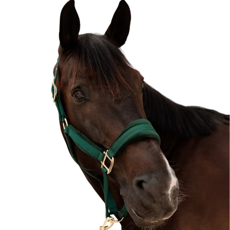 Kentucky Horsewear - Licol Velvet pine green | - Ohlala