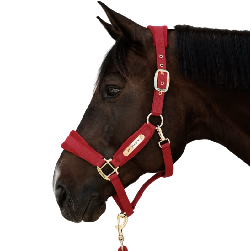 Kentucky Horsewear - Licol Velvet rouge | - Ohlala