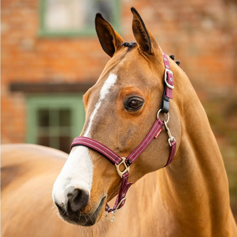 Lemieux - Licol en néoprène Yard bordeaux | - Ohlala