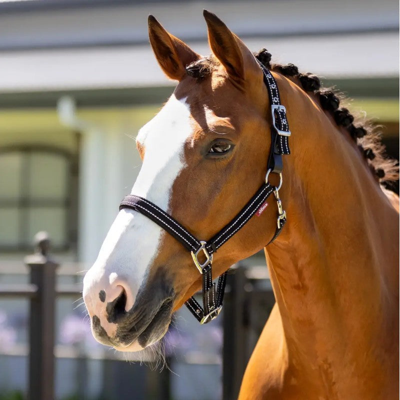 Lemieux - Licol en néoprène Yard noir | - Ohlala