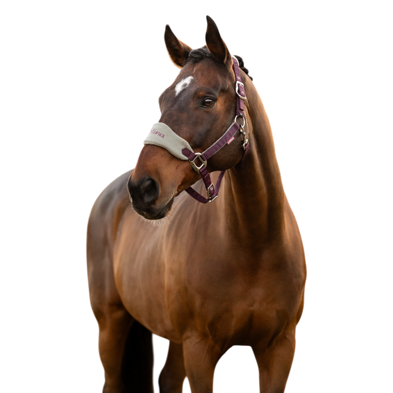 LeMieux - Licol et longe Vogue damson | - Ohlala