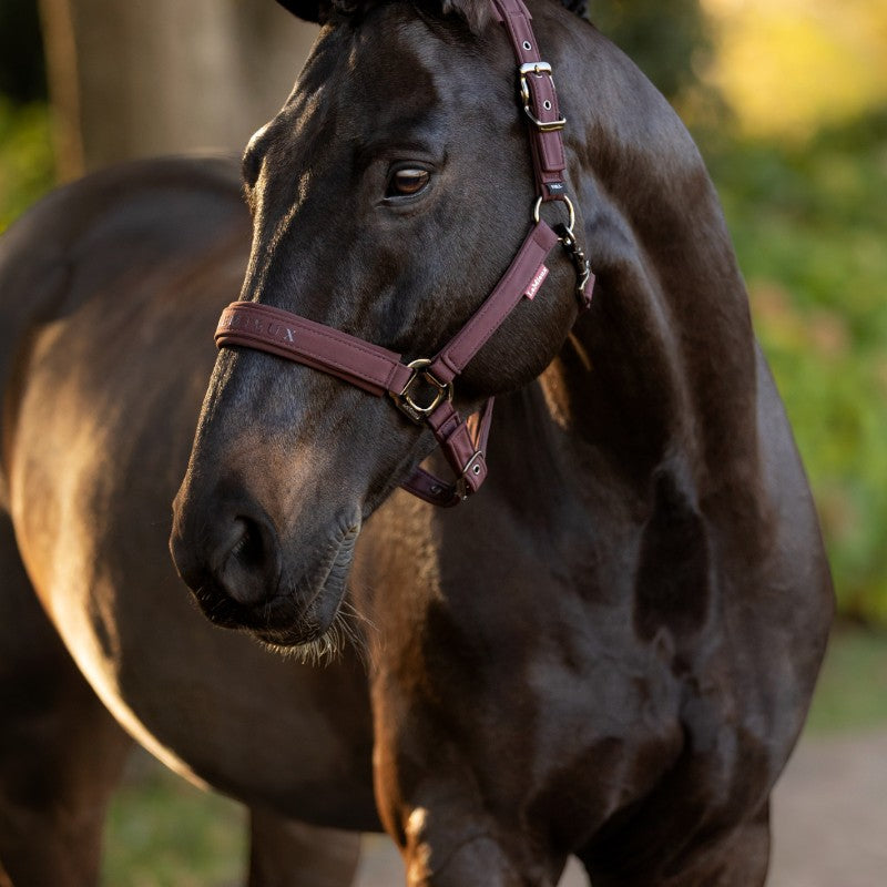 Lemieux - Licol pour chevaux Essence damson | - Ohlala