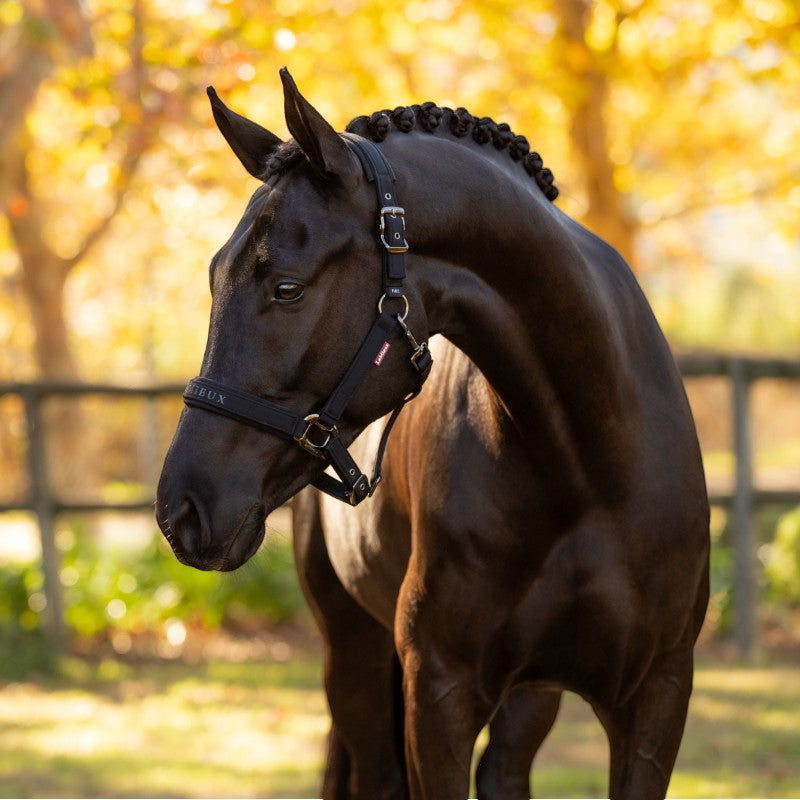 Lemieux - Licol pour chevaux Essence noir | - Ohlala