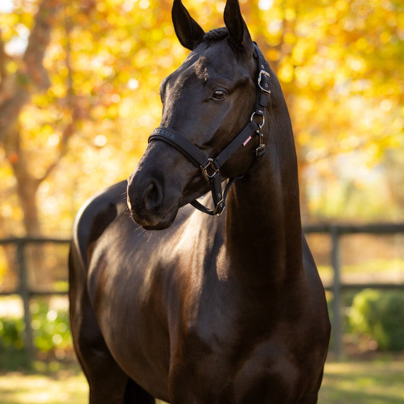 Lemieux - Licol pour chevaux Essence noir | - Ohlala