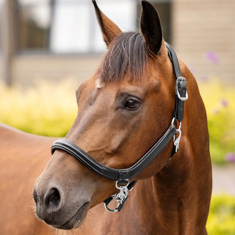 Lemieux - Licol pour chevaux Leather Grooming noir | - Ohlala