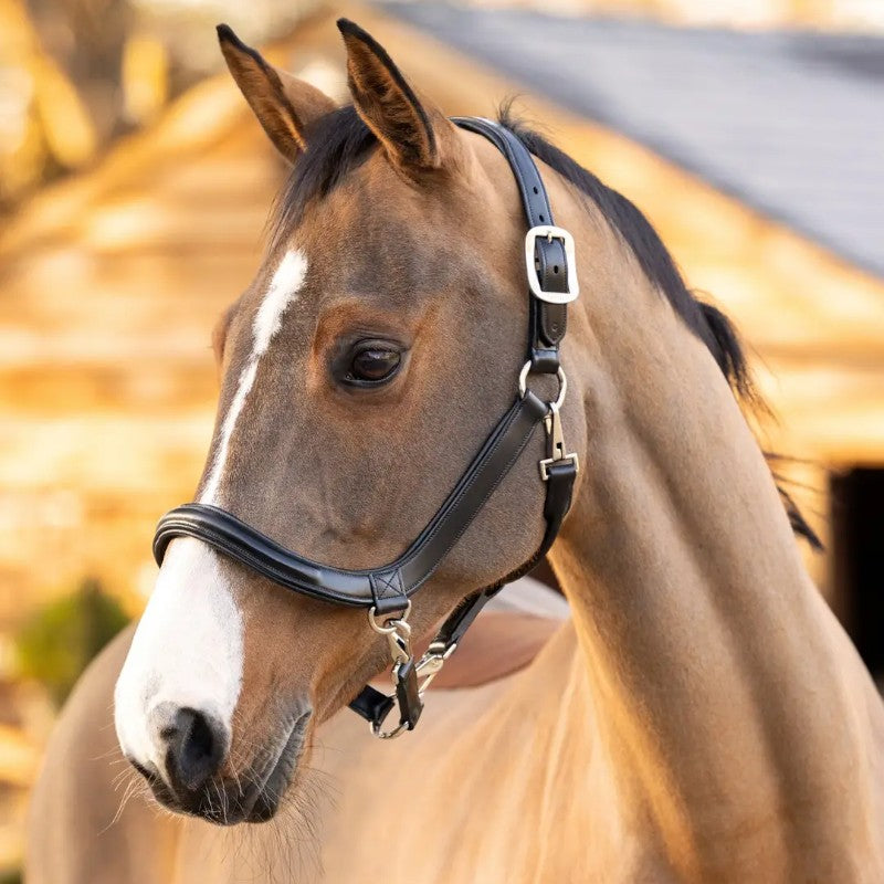 Lemieux - Licol pour chevaux Leather Grooming noir | - Ohlala
