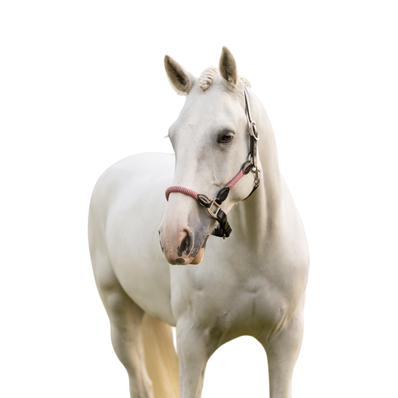 LeMieux - Licol pour chevaux Ropella cranberry | - Ohlala