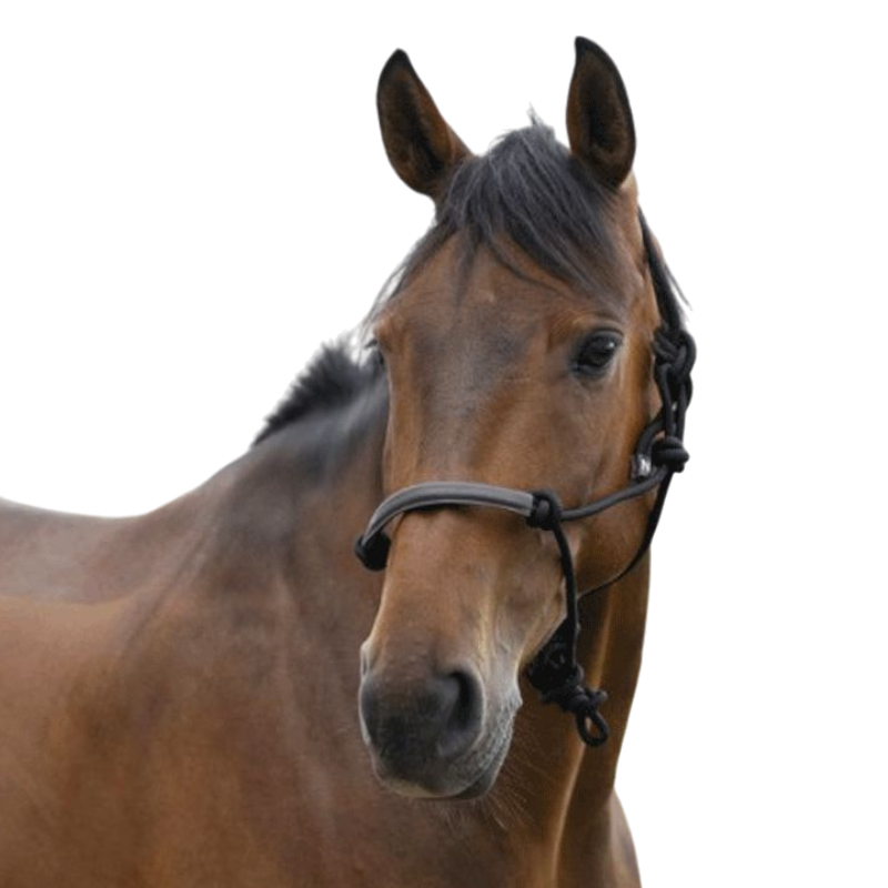 Norton - Licol éthologique corde/ synthétique noir | - Ohlala