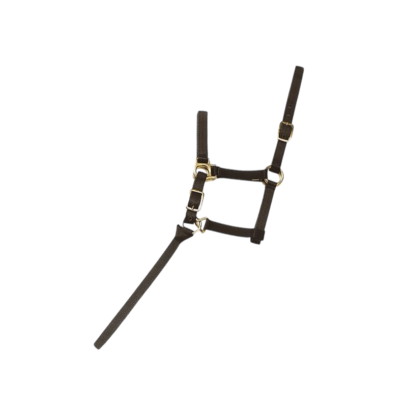 Norton - Licol foal + longe noir | - Ohlala