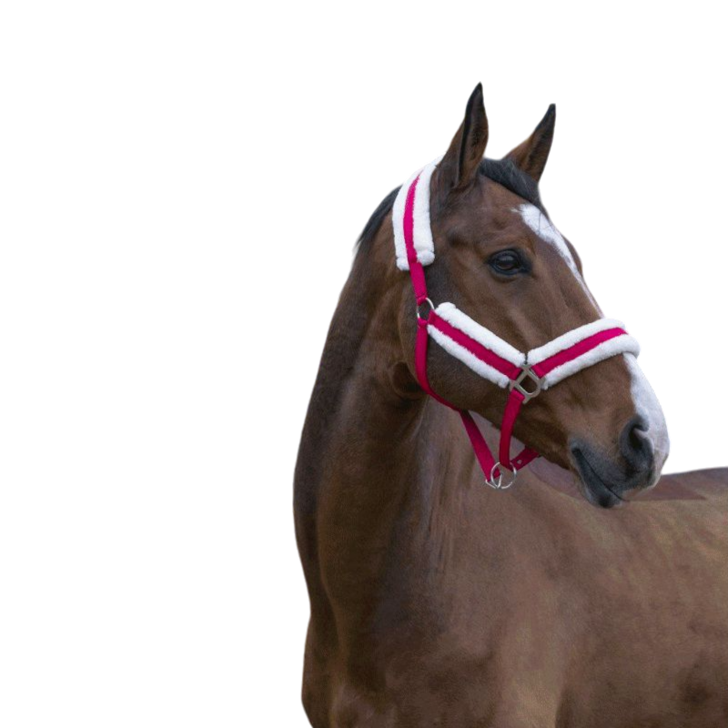 Norton - Licol Confort framboise | - Ohlala