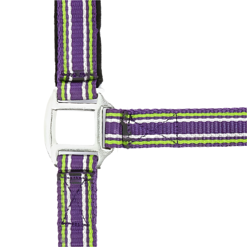 Norton - Licol strong prune/ vert/ blanc | - Ohlala