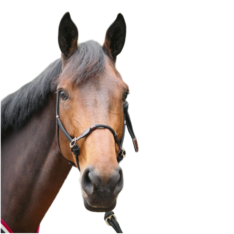 Pénélope - Licol cheval Ethologique noir | - Ohlala