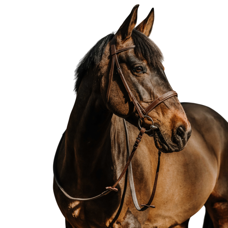 Norton - Bridon Hunter Comfy havane | - Ohlala