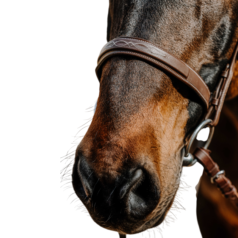 Norton - Bridon Hunter Comfy havane | - Ohlala
