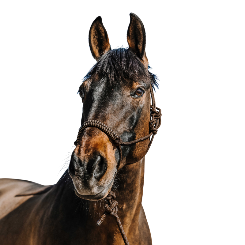 Norton - Ensemble licol éthlogique et longe Deco marron/ beige | - Ohlala