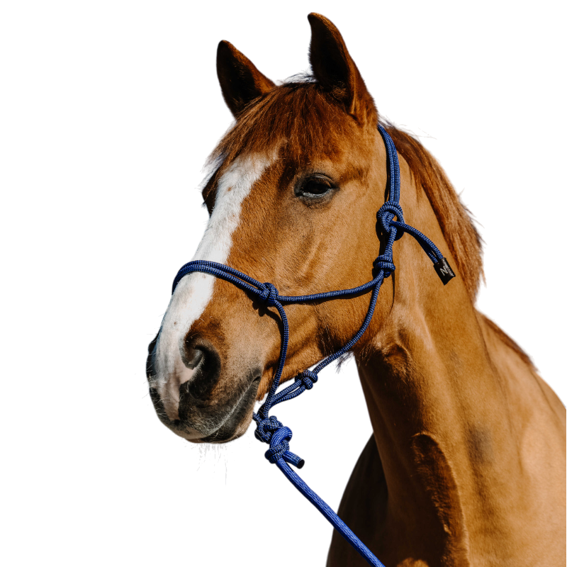 Norton - Ensemble licol éthlogique et longe Duo bleu/ noir | - Ohlala