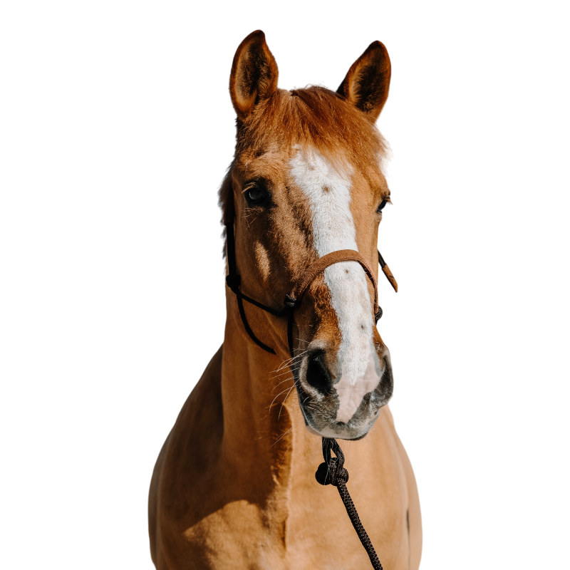 Norton - Ensemble licol éthologique et longe Suède marron/ marron clair | - Ohlala