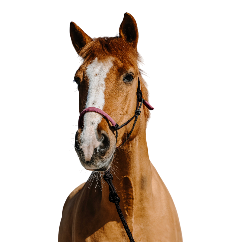 Norton - Ensemble licol éthologique et longe Suède noir/ rose | - Ohlala