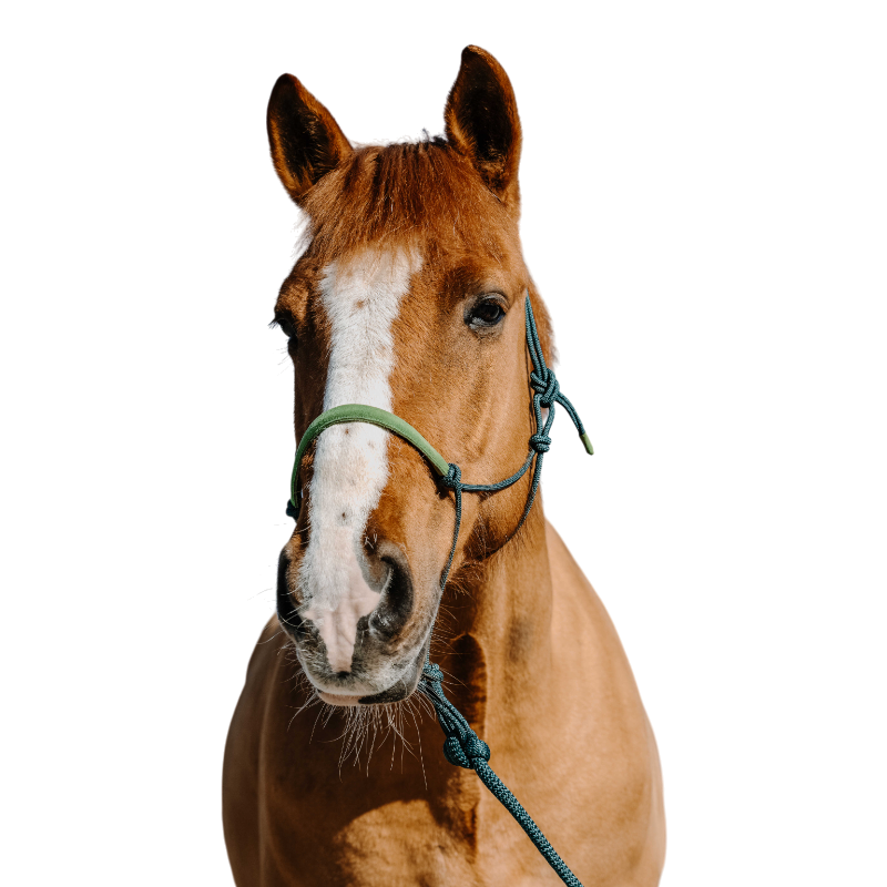 Norton - Ensemble licol éthologique et longe Suède vert foncé/ vert clair | - Ohlala