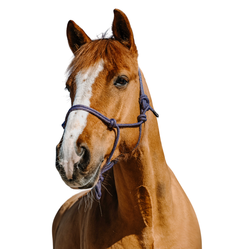 Norton - Licol éthologique Glim bleu roi/ or | - Ohlala