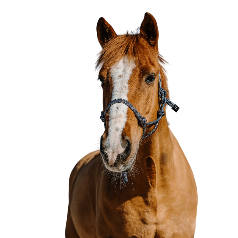 Norton - Licol éthologique Glim marine/ argent | - Ohlala