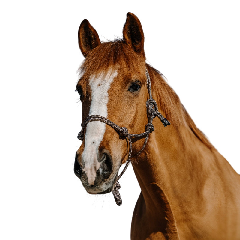 Norton - Licol éthologique Glim marine/ or | - Ohlala