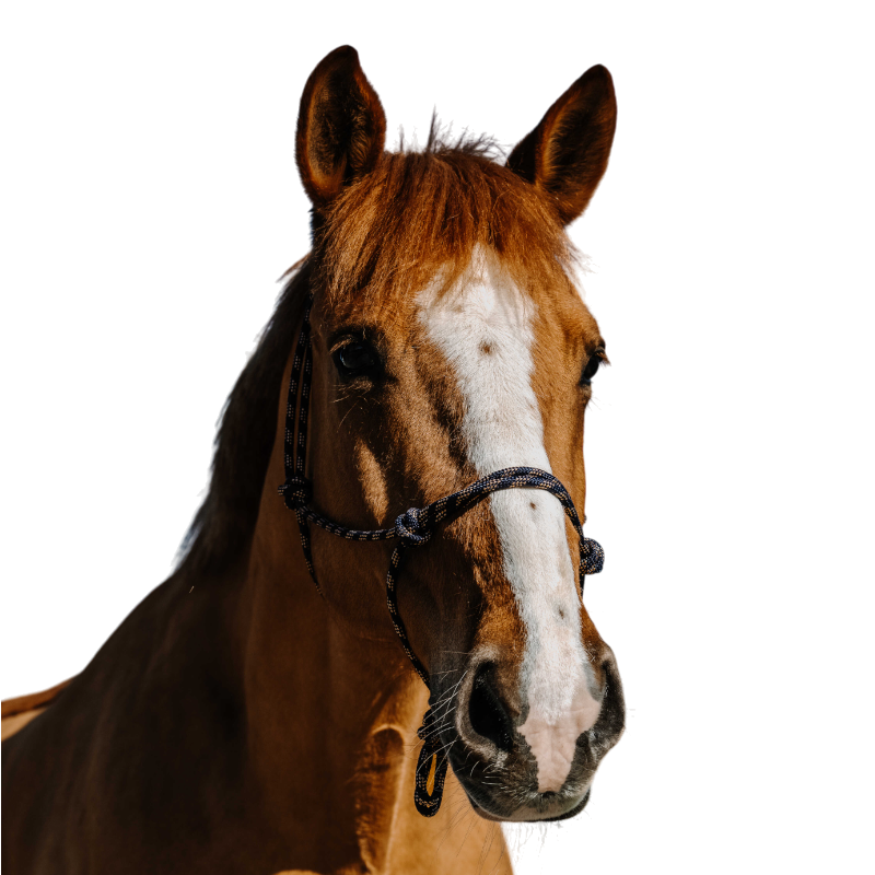 Norton - Licol éthologique Zary marine | - Ohlala