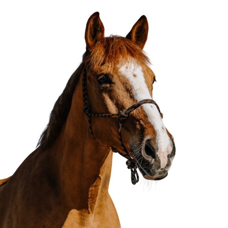 Norton - Licol éthologique Zary marron | - Ohlala