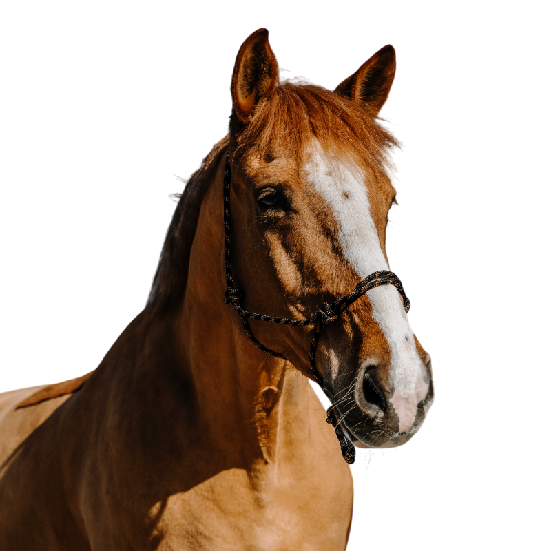 Norton - Licol éthologique Zary noir | - Ohlala