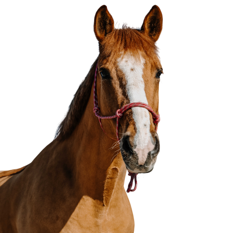 Norton - Licol éthologique Zary vieux rose | - Ohlala