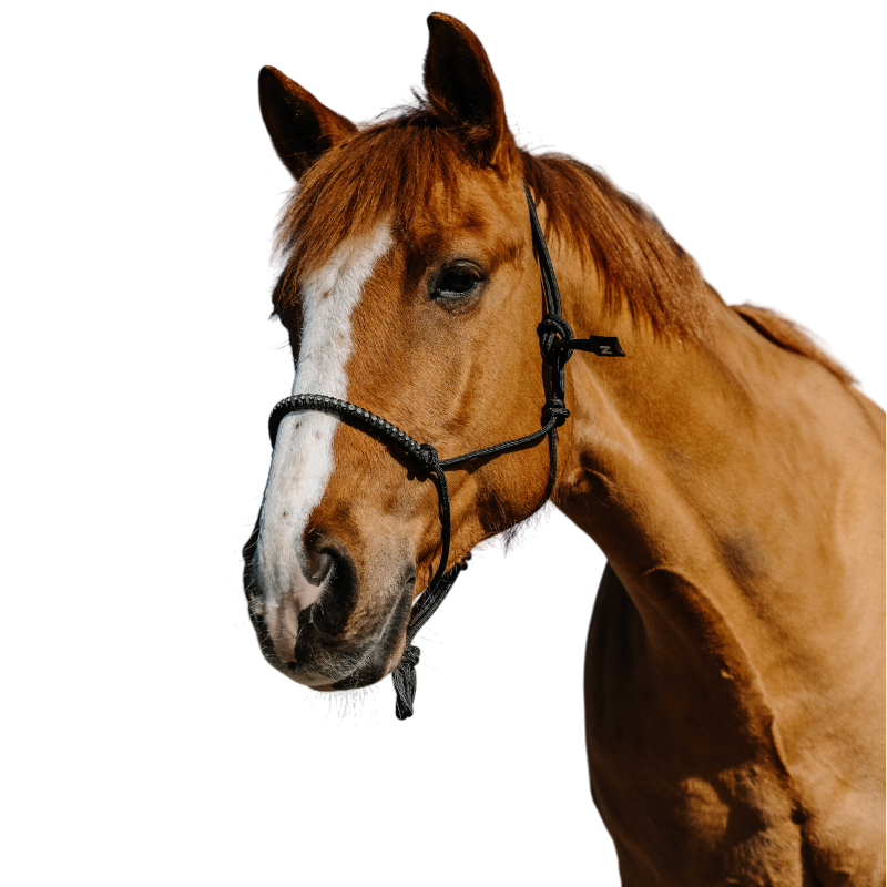 Norton - Licol éthologique en nylon noir | - Ohlala