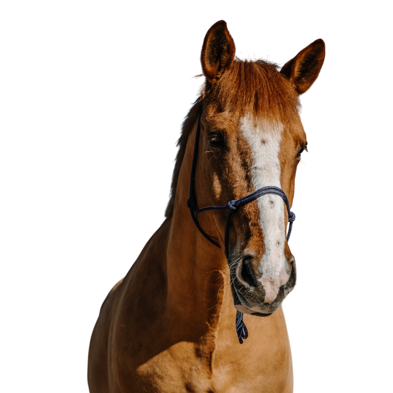 Norton - Licol éthologique en nylon marine | - Ohlala