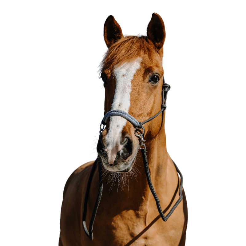 Norton - Licol éthologique et rênes Fancy gris | - Ohlala