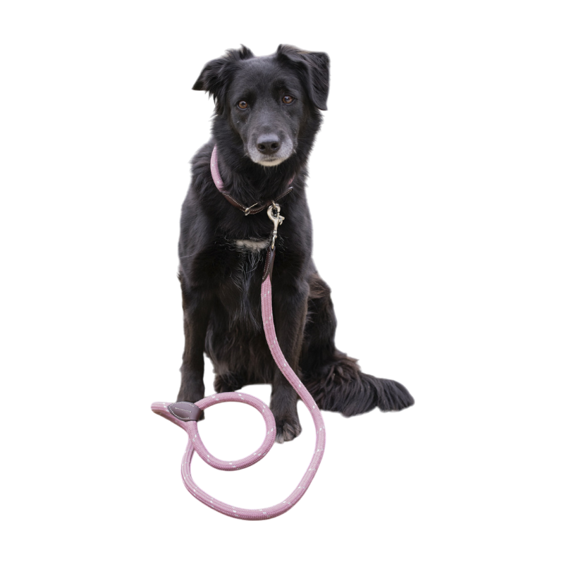 Pénélope - Collier pour chien Billie rose/ lurex | - Ohlala