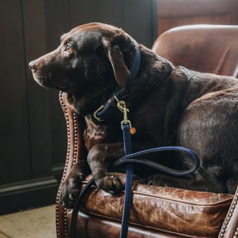 Kentucky Horsewear - Colliers pour chiens Marine | - Ohlala