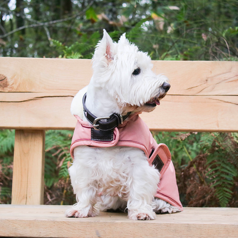 Pénélope Store - Collier pour chien Pearls Havane/ Rose | - Ohlala