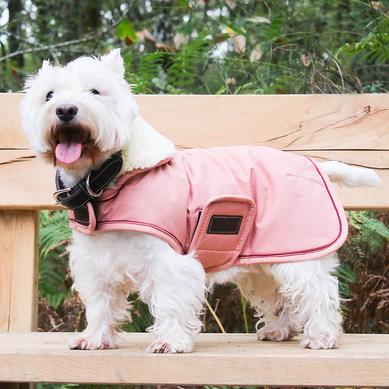 Pénélope Store - Collier pour chien Pearls Havane/ Rose | - Ohlala