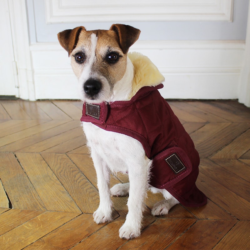 Kentucky Horsewear - Manteaux pour chiens 160g bordeaux | - Ohlala