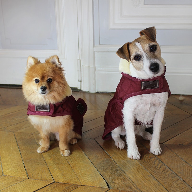 Kentucky Horsewear - Manteaux pour chiens 160g bordeaux | - Ohlala