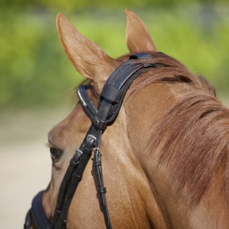 Back On Track - Protège-nuque | - Ohlala