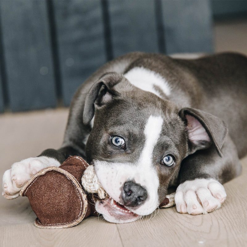 Kentucky Dogwear - Jouet pour chien avec corde en coton | - Ohlala