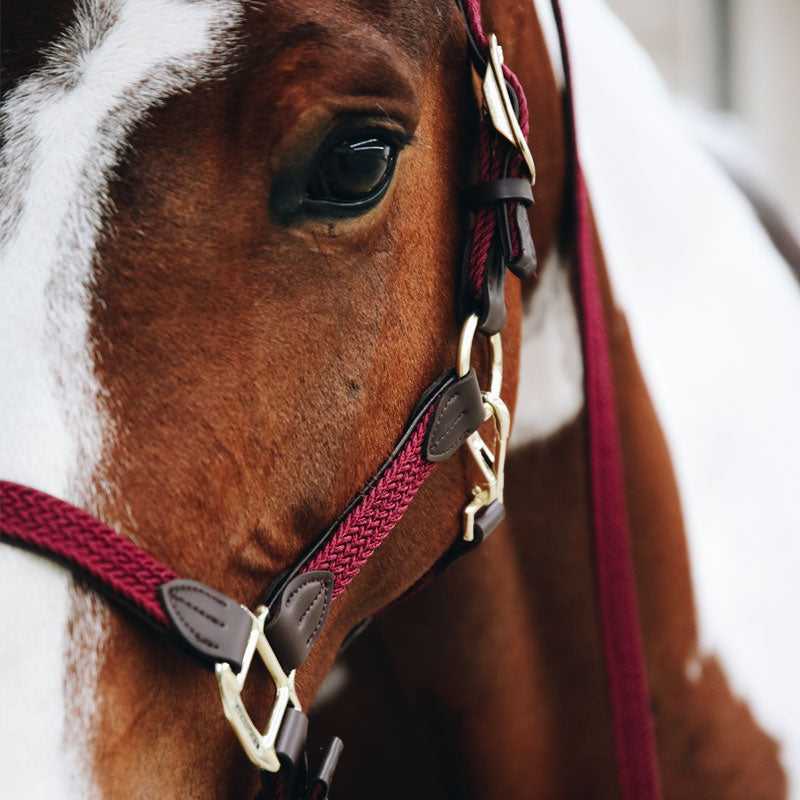 Kentucky Horsewear - Licol nylon tressé bordeaux | - Ohlala