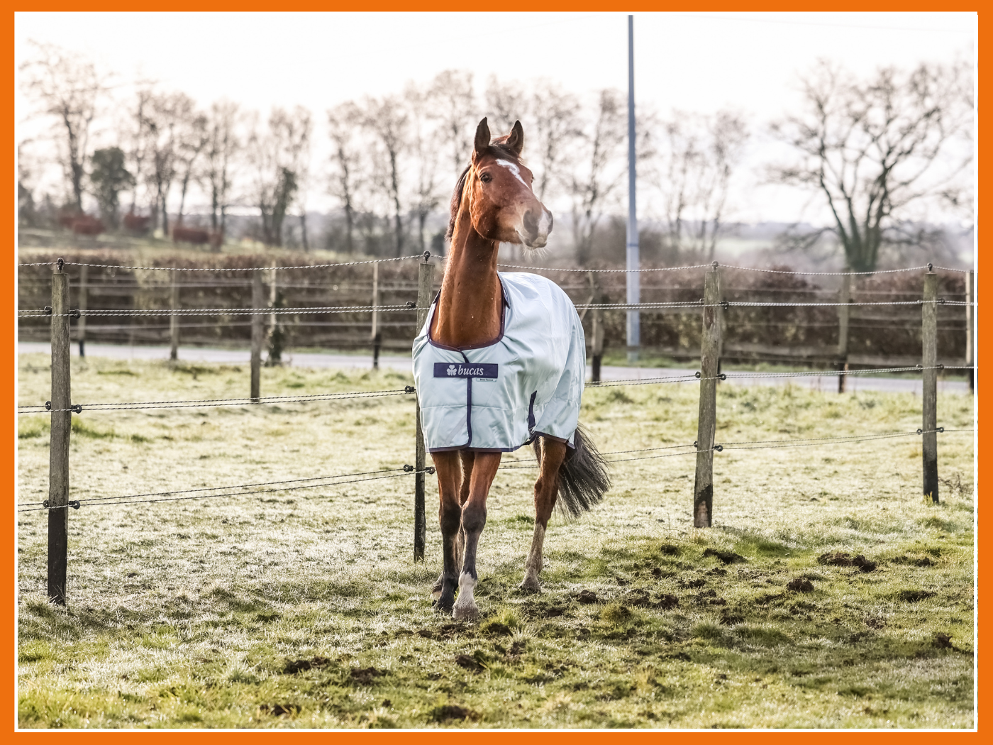 Bucas arrive sur OHLALA ✨