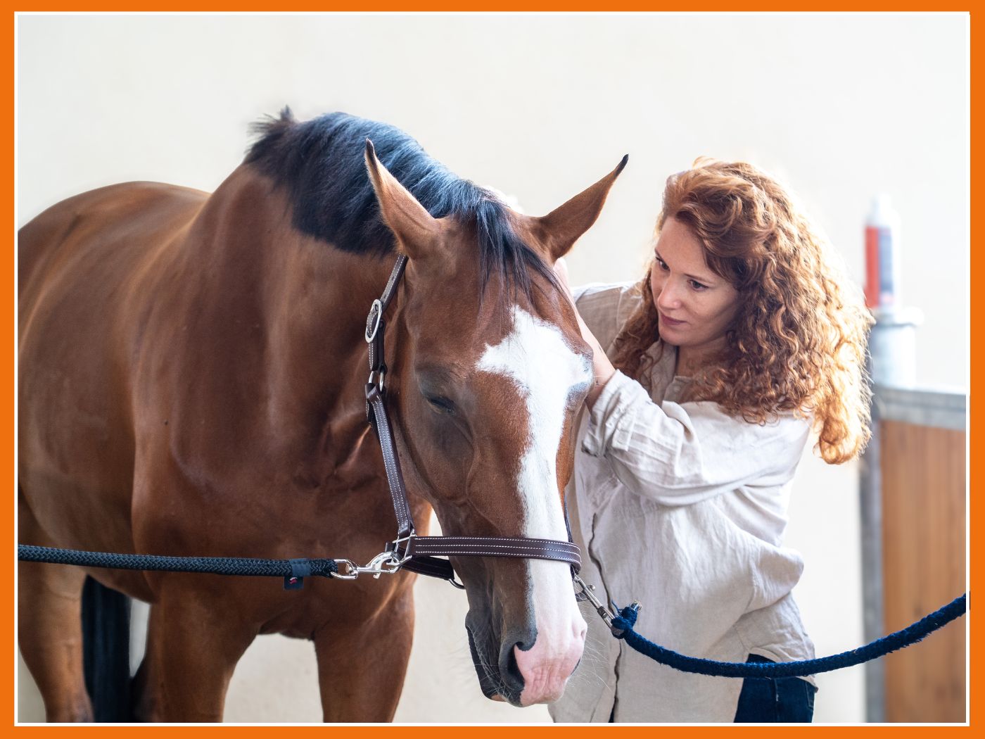 Tout savoir sur le massage digestif du cheval