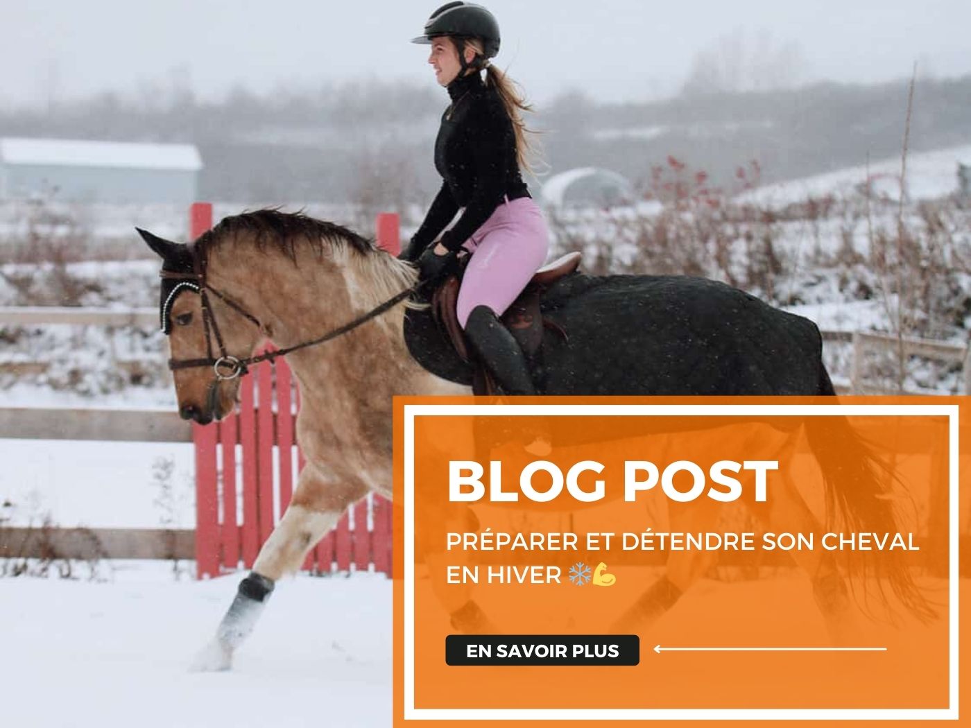 Préparer et détendre son cheval en hiver ❄️💪