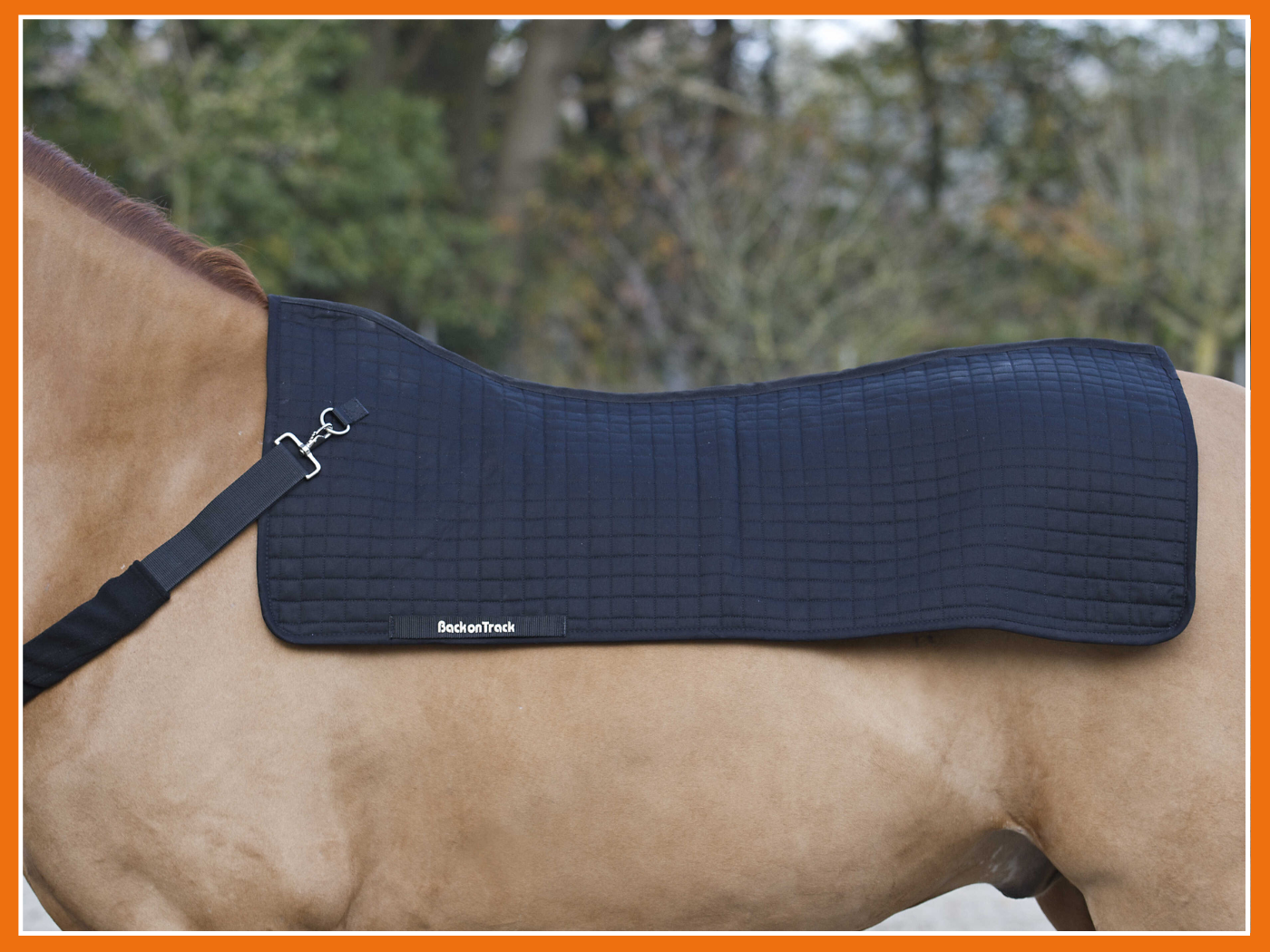 Quel chauffe-dos choisir pour votre cheval ? 🔥🤩