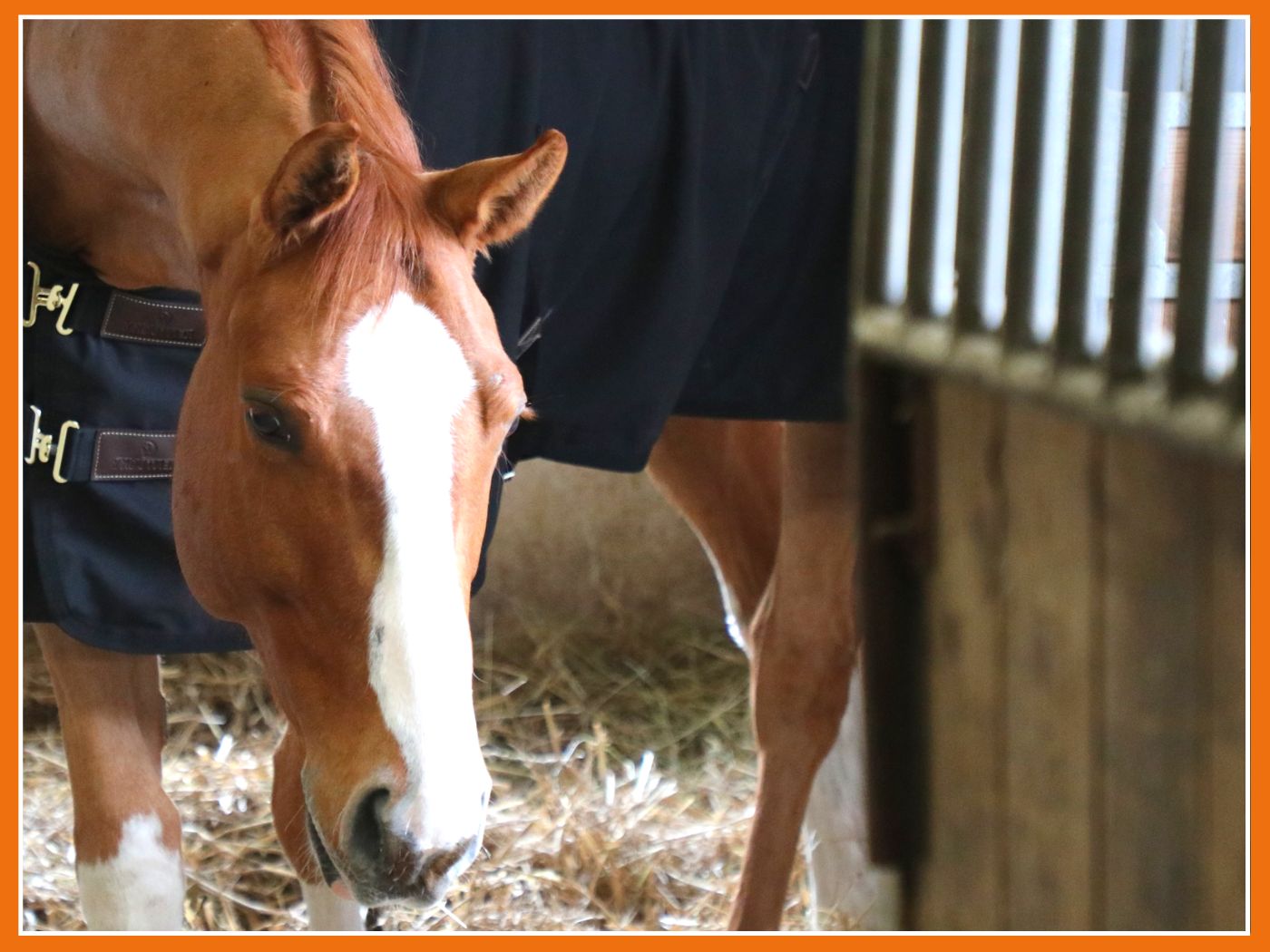 Comment préparer le passage au box de mon cheval ?🐴 ❄️