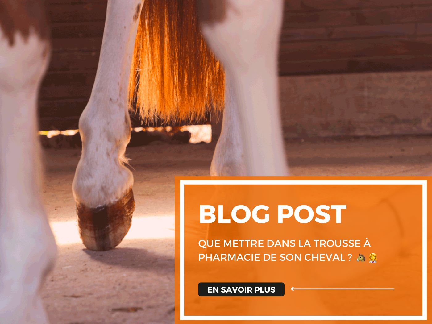 Que mettre dans la trousse à pharmacie de son cheval ? 🐴 👩🏽‍⚕️